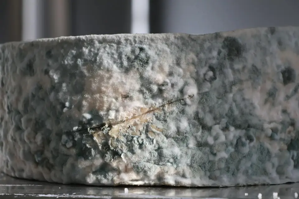 The Dangers of Hidden Mold & Moisture — Moorestown